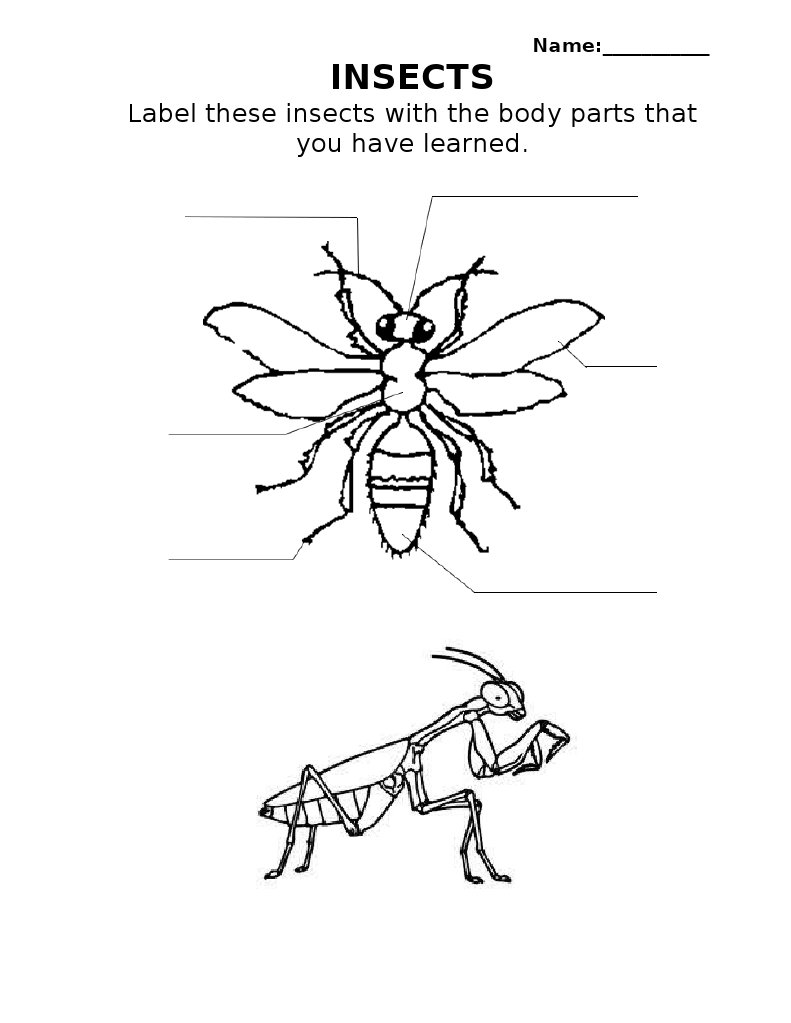Labeling Insects | PDF