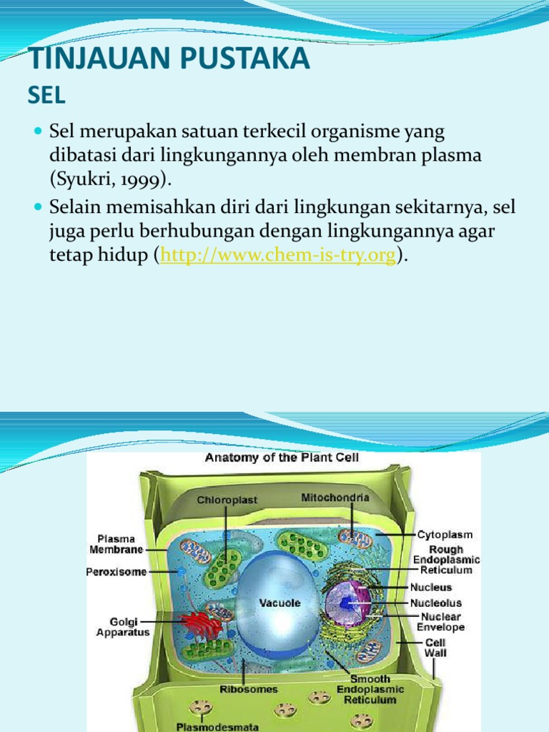  Sel  Dan  Membran  Cell Membrane Osmosis