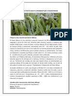 Ficha Técnica Del Pasto Kikuyo (Pennisetum Clandestinum)