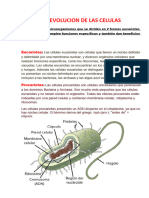 La Evolucion de Las Celulas