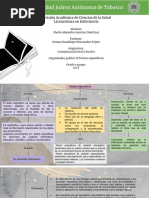 Organizador Gráfico II - Textos Expositivos