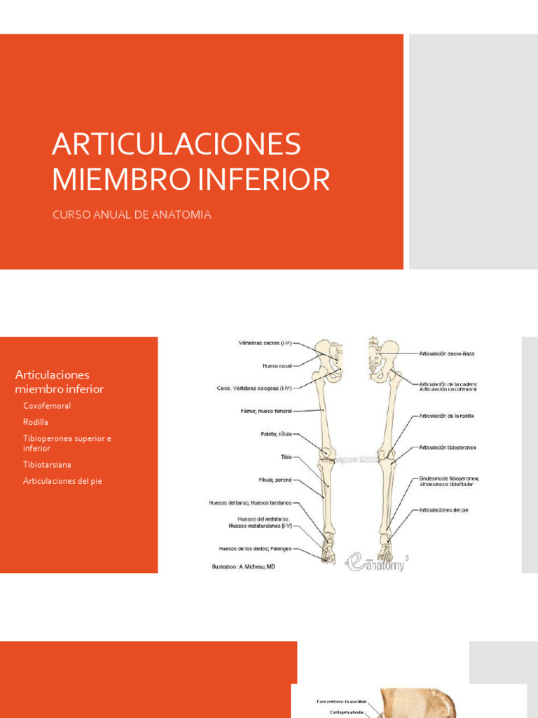 Articulaciones Miembro Inferior Pdf Articulación Rodilla