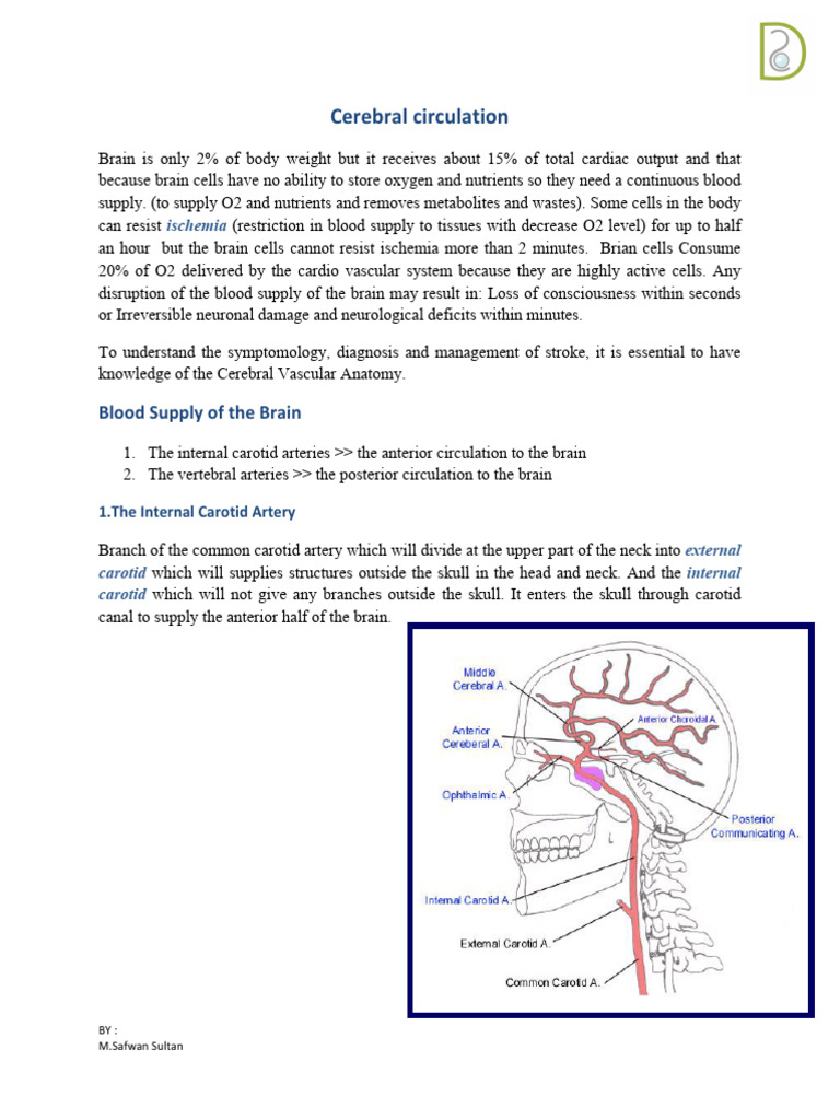 Blood Supply of The Brain | PDF | Common Carotid Artery | Vertebra