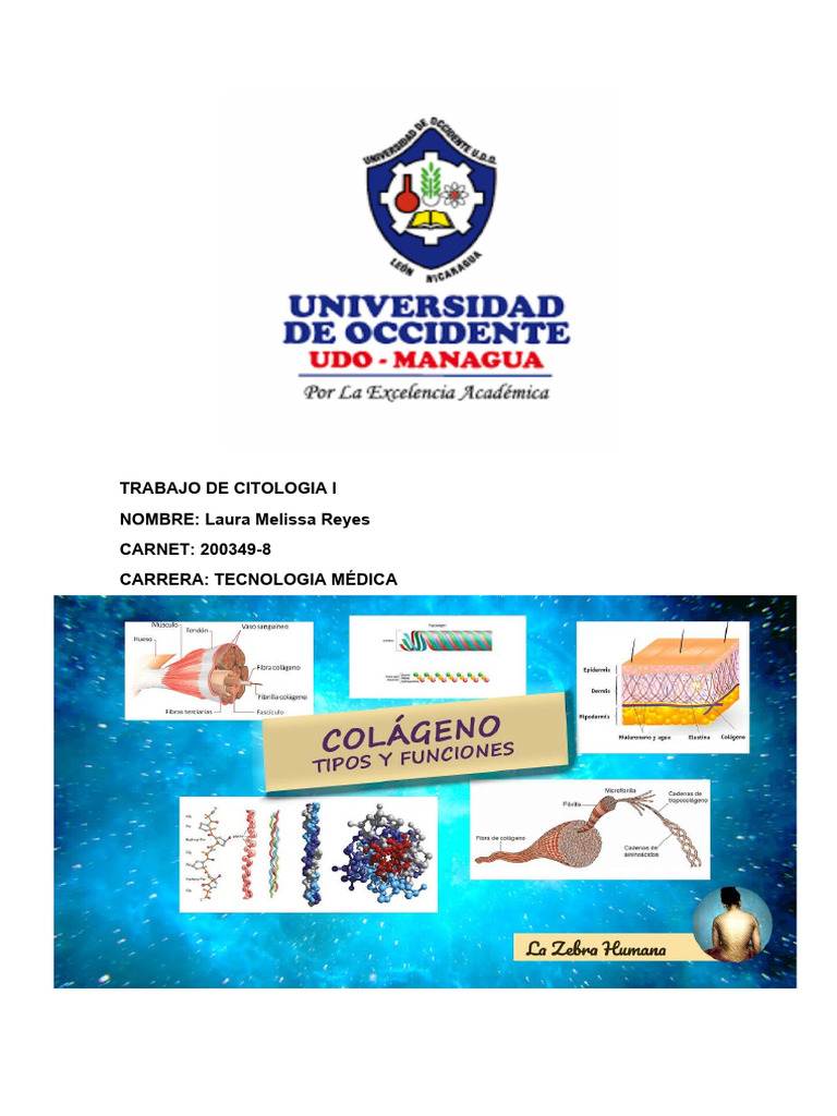 Tipos de Colagenos | Descargar gratis PDF | Colágeno | Tendón