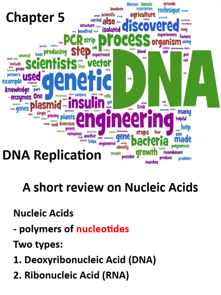 DNA Replication | PDF | Dna | Nucleic Acids