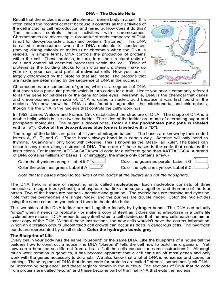Dna-Structure Activity | Download Free PDF | Dna | Nucleotides