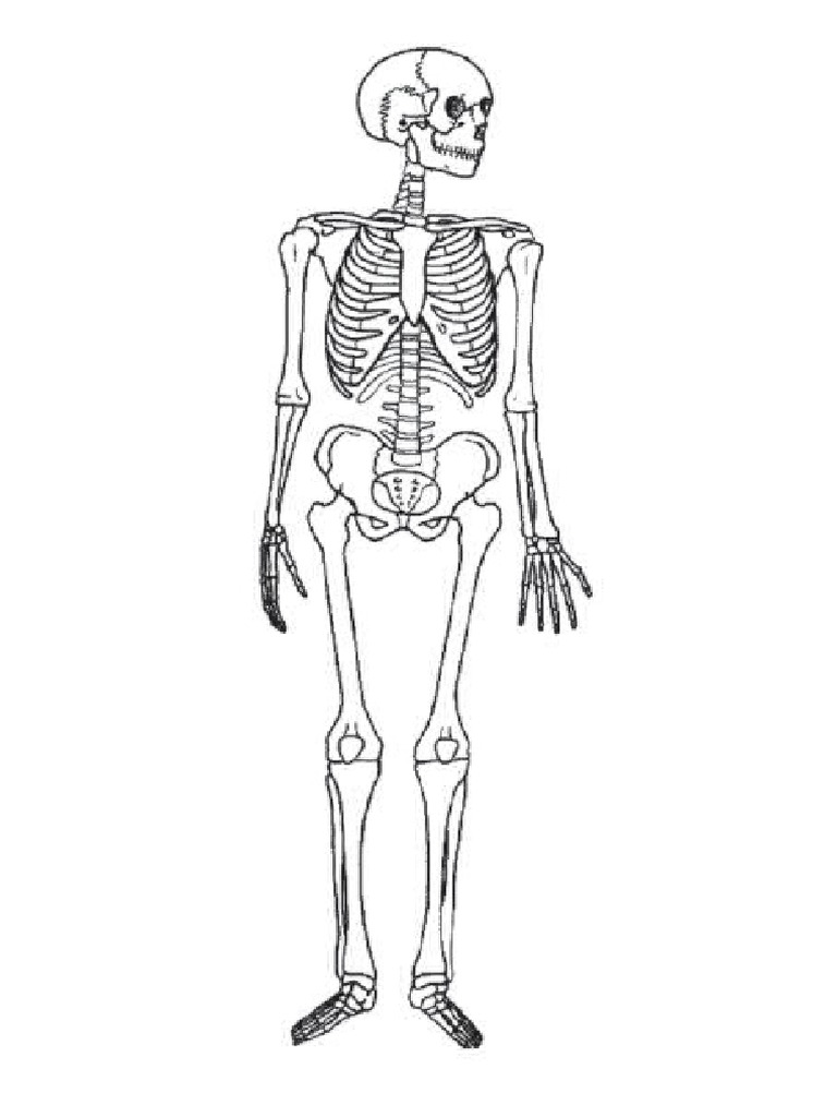 Sistem Rangka Manusia | PDF