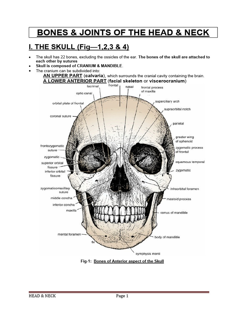 Anatomy of the Skull and Facial Bones | PDF | Vertebra | Skull