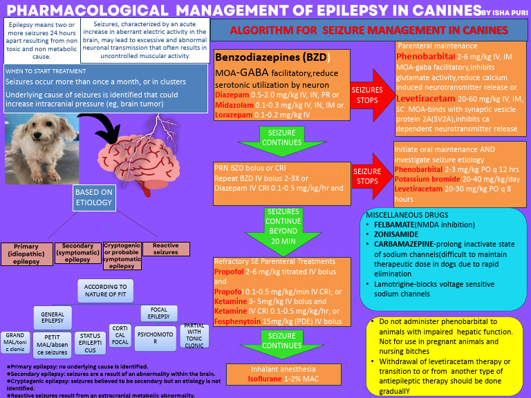 Thumbnail for Canine Epilepsy Management Through Whole Foods