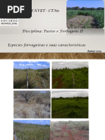 Aula 1 - Espécies Forrageiras e Suas Características