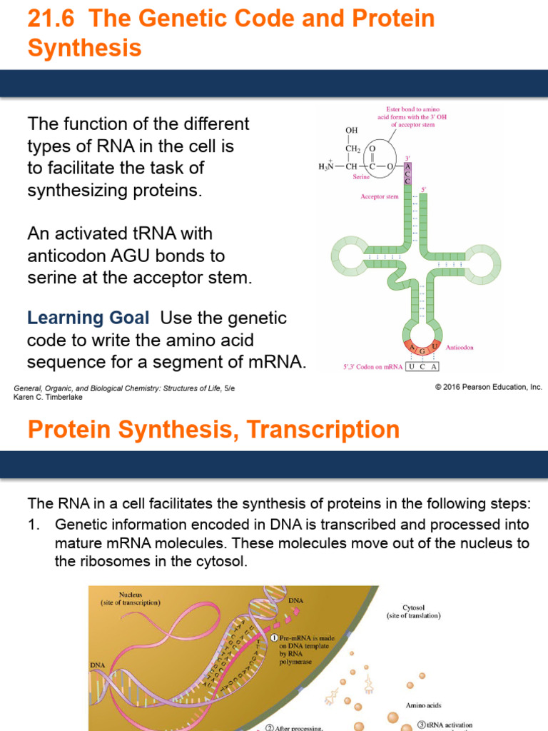 This Tiny Code Controls Everything The Protein Synthesis Secret - kuq9zic