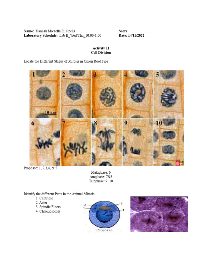 Activity 11 Cell Division - A.docx - 4 | PDF | Meiosis | Mitosis