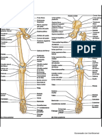Huesos, Articulaciones y Músculos de Cintura Pelviana y Muslo. Carla Mitrovich