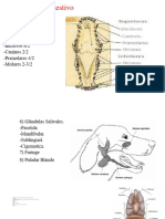 Anatomia Organos II Nov 2020