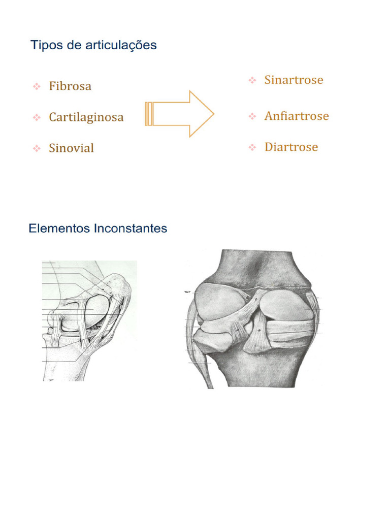 Anatomia Aula De Revisão Pdf