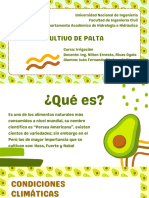 Cultivo de Palta