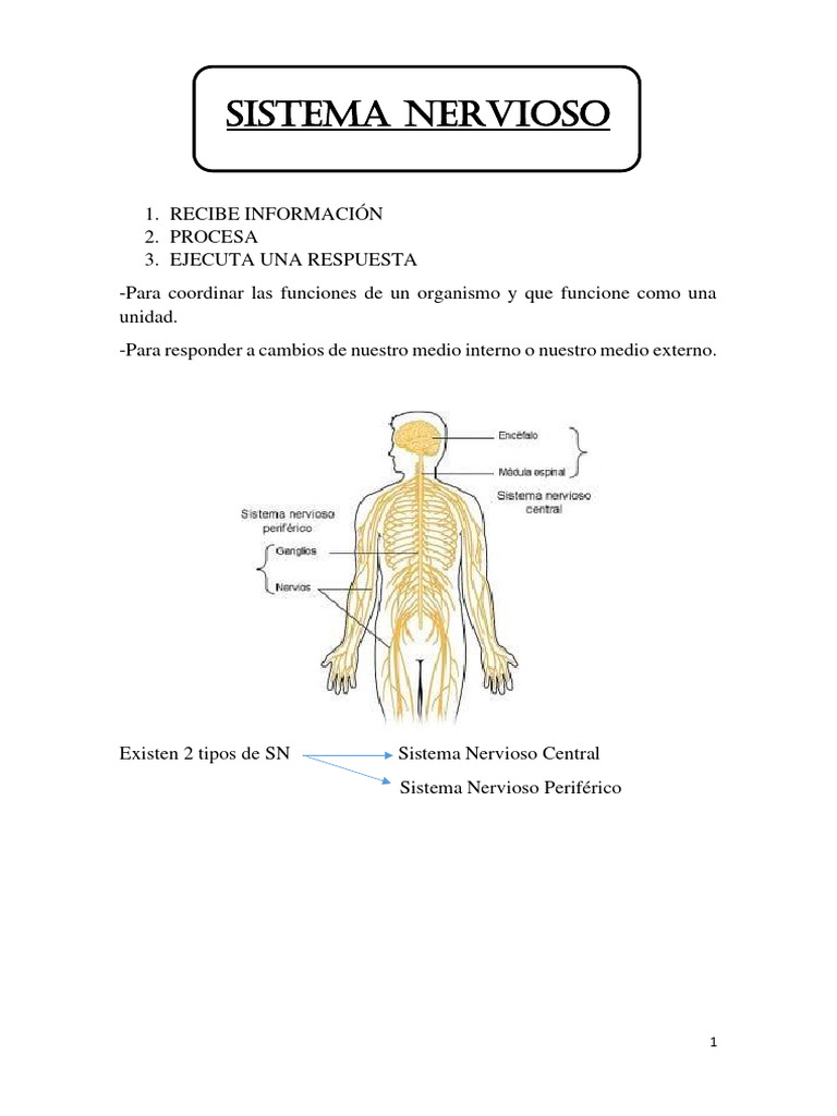 Resumen 1° Parcial Neurofisiologia | PDF | Sinapsis | Sistema nervioso