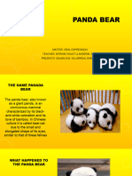 Oso panda 