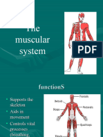 04-04 Muscular System
