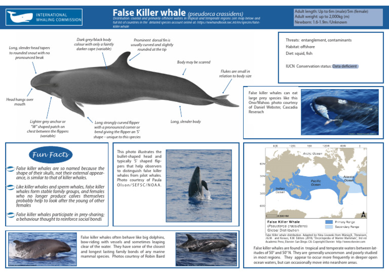 False Killer Whale Fact Sheet | PDF | Whales | Cetaceans