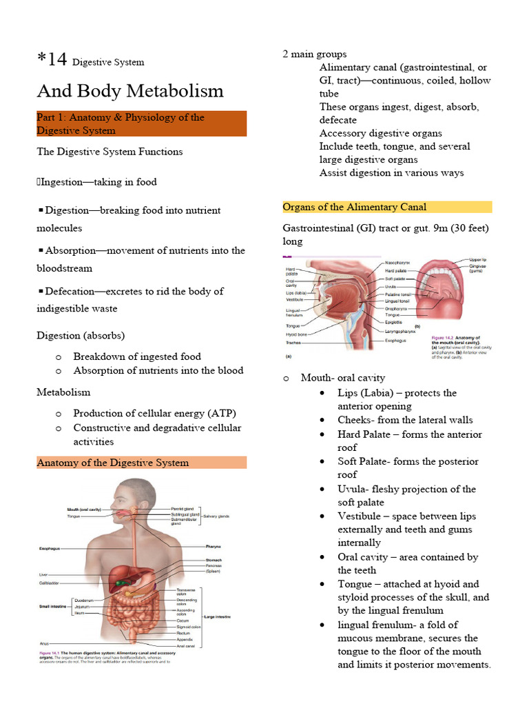 Mouth Anatomy and Functions Overview | PDF | Stomach | Digestion