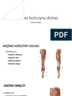 Konczyna Dolna Uklad Miesniowy Obrecz-udo+Splot Ledzwiowy (1796)