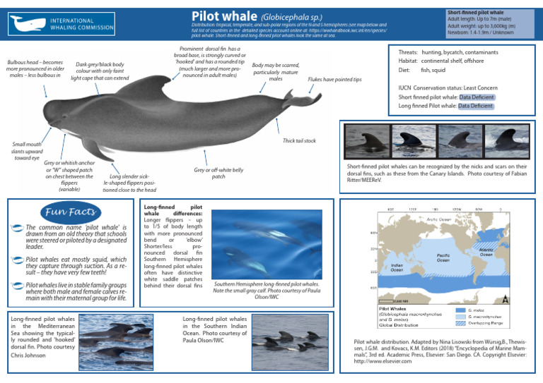 Pilot Whale A4 Fact Sheet | PDF | Cetaceans | Marine Mammals