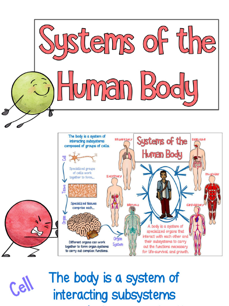 14 systems of the human body doodle notes power point PDF