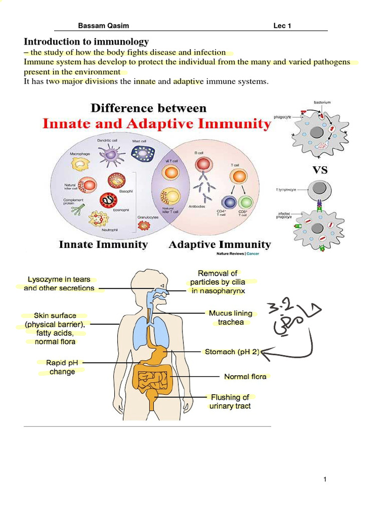 Innate vs. Adaptive Immunity Explained | PDF | Immune System | Adaptive ...