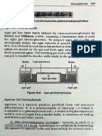 electrophoresis