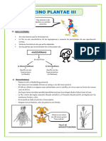 El Reino Plantae Angiospermas para Segundo de Secundaria