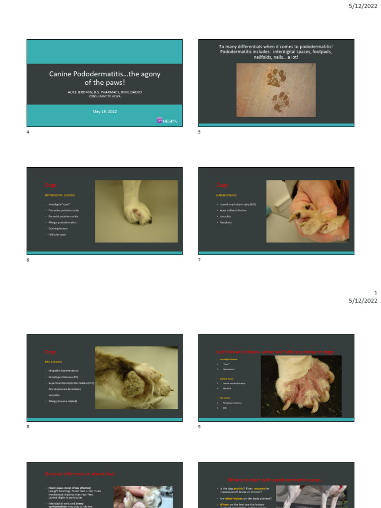Home Remedies for Dog Pododermatitis | PDF | Medical Specialties ...