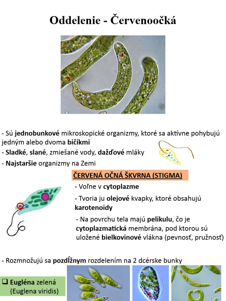 Červenoočká, Zelené Riasy | PDF