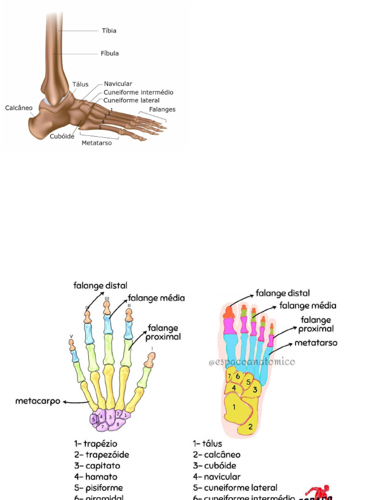 Anatomia Ossos Pdf