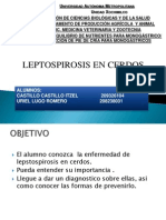 Leptospira