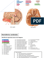 Práctica 8 y 9. Diencéfalo y Hemisferios cerebrales 2