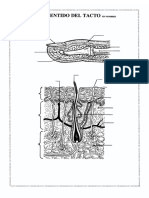 Sentido Del Tacto Sin Nombres