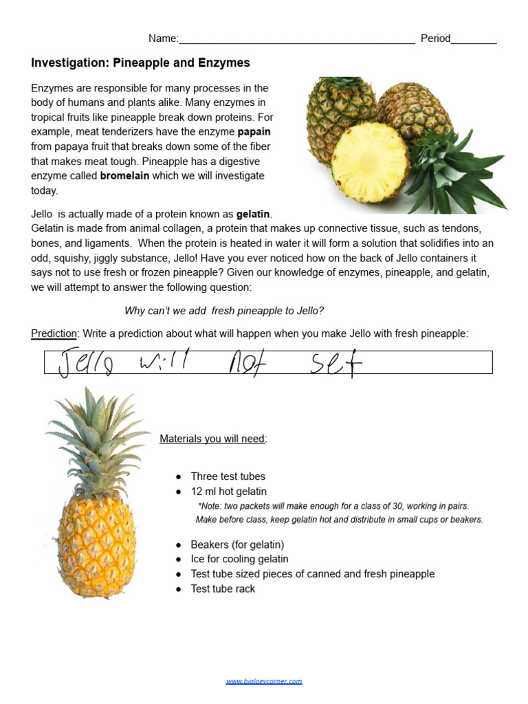Pineapple Enzyme Lab PDF Enzyme Pineapple