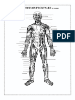 MUSCULOS FRONTALES SIN NOMBRES