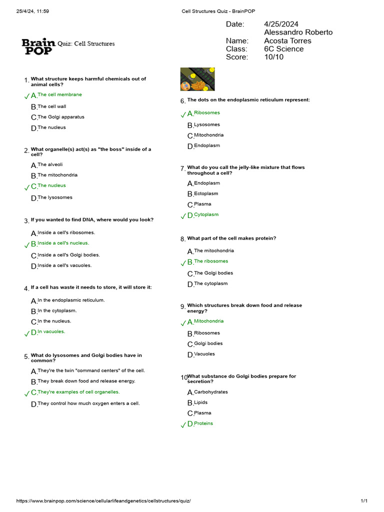 Cell Structures Quiz BrainPOP PDF Cytoplasm Cell (Biology)