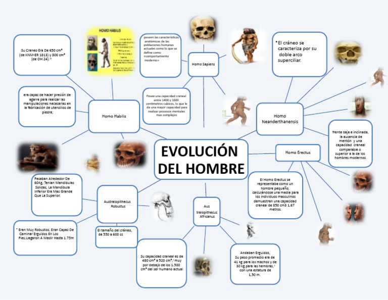 Mapa Conceptual de La Evolucion Del Hombre 3 | PDF | Homo | Plioceno