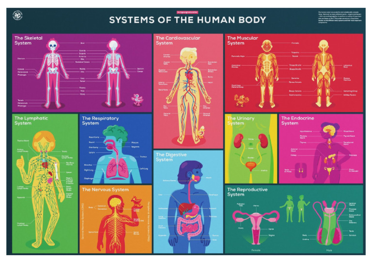 Kurzgesagt In A Nutshell Human Body Systems Poster PDF