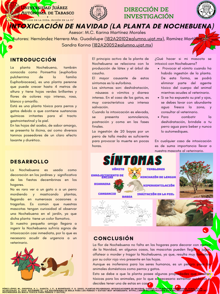 Intoxicación de Navidad (La Planta de Noche Buena) | PDF | Gatos | Vómitos, image size:768x1024