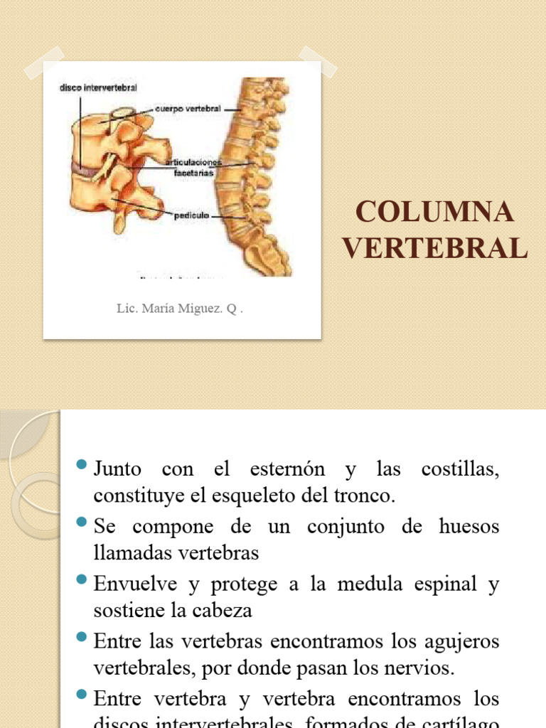 Estructura y Función de la Columna Vertebral | PDF | Vértebra | La ...