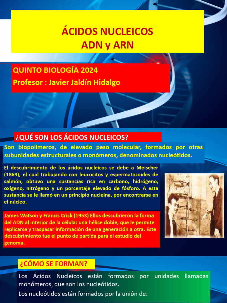 Estructura y Función de Ácidos Nucleicos | PDF | Adn | Rna