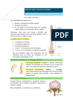 Esqueleto Axial