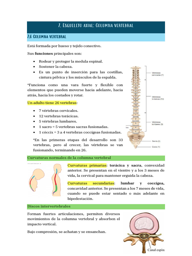 Esqueleto Axial | PDF | Vértebra | La columna vertebral