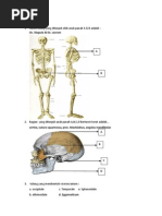 Soal Anatomi