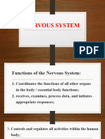 Nervous System Ppt