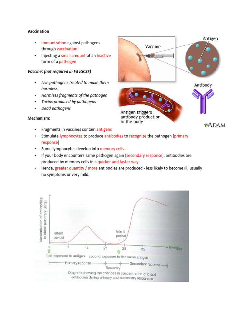 Vaccination and Immune Response Guide | PDF | Wellness